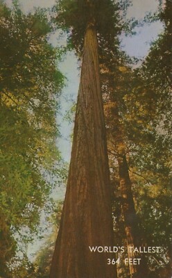 Founders Tree Redwood Trees California Berkeley Vintage Chrome Post Card