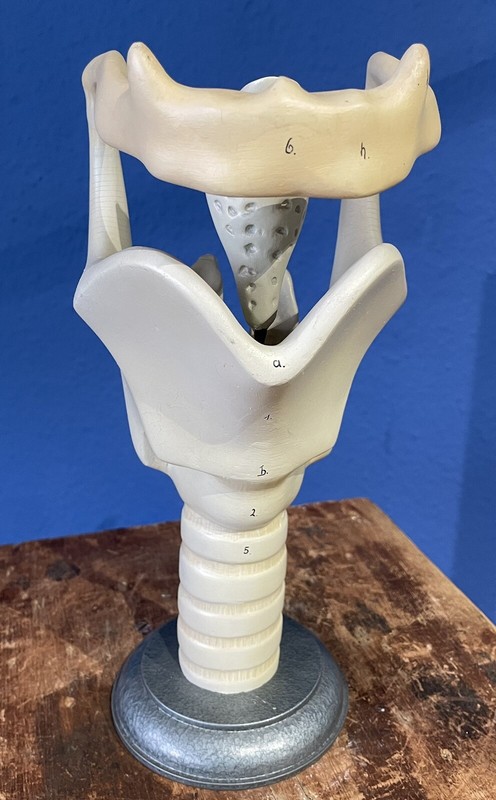 Somso Lehrmodell Schaumodell Kehlkopf