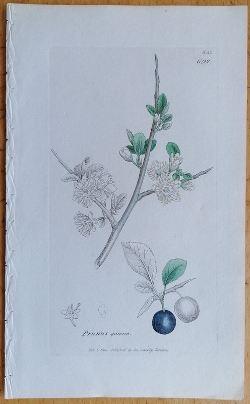 Sowerby Originaldruck Koloriert Botanik Prunus Spinosa - 1792ff