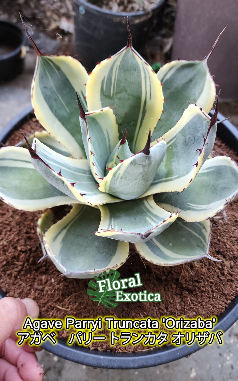 LG Specimen! - Agave Parryi Truncata 'Orizaba' - アガベ LG Specimen! - Agave Parryi Truncata 'Orizaba' - アガベ