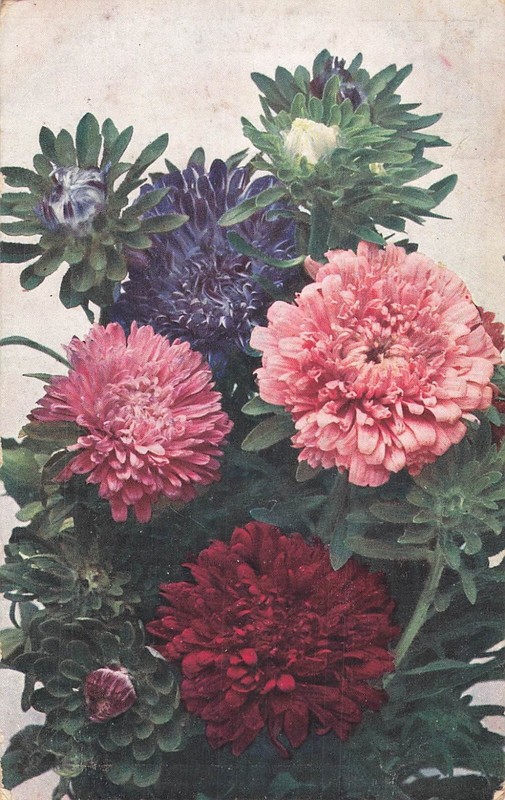 Cp Bouquet Grosses Fleurs - 61149