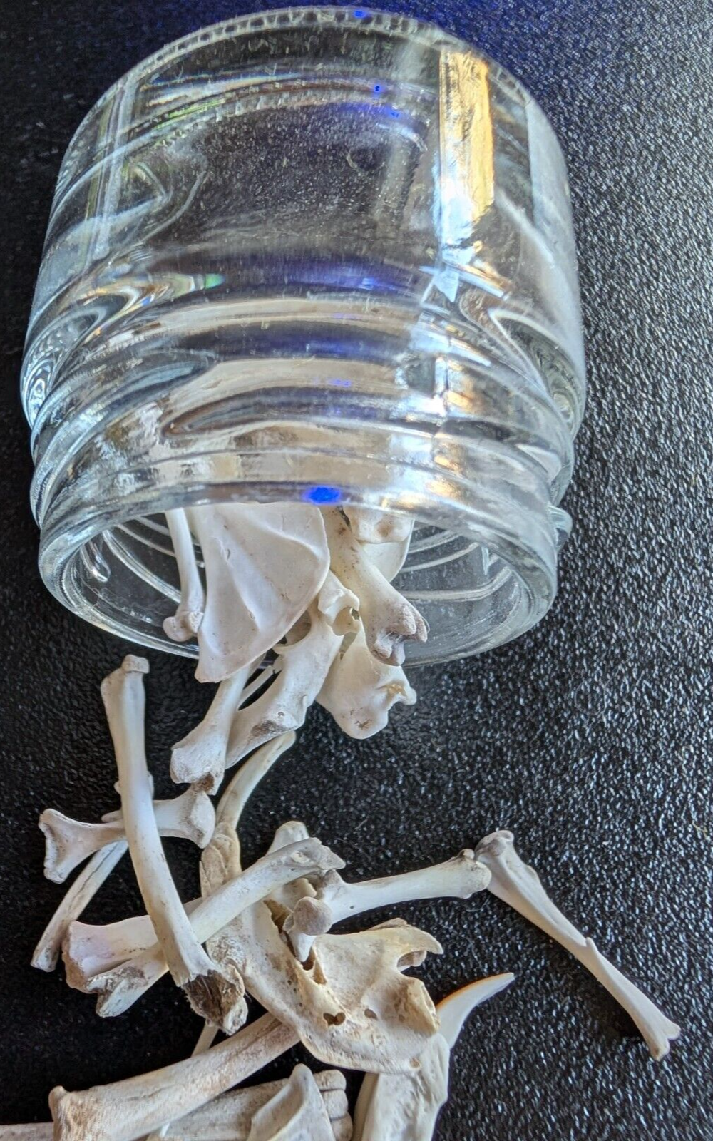 30 to 35 Owl Pellet Bones in a Small Glass Jar and a Bone Identification Chart.