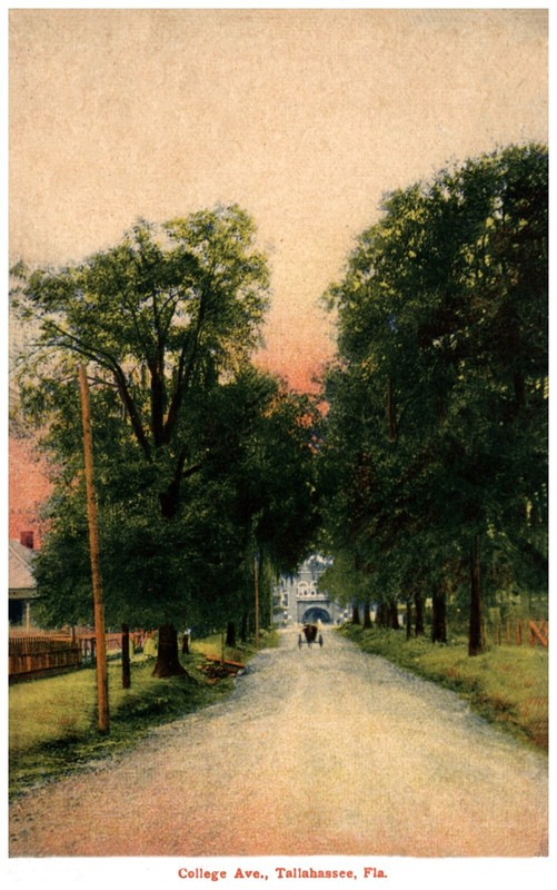 Tallahassee Florida Unpaved College Ave Horse Buggy Reprint Postcard 