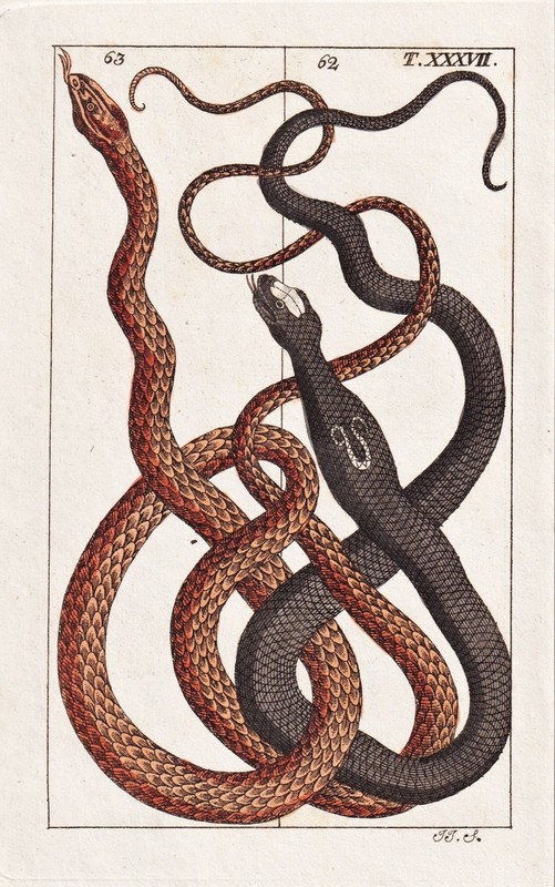 Brillenschlange Viper Serpent Natter Gravure Sur Cuivre Engraving Wilhelm 1820