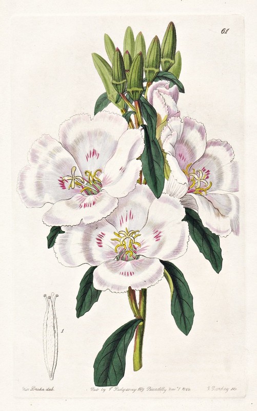 Godetia Grandiflora North America Botanik Fleur Edwards Gravure Sur Cuivre 1842