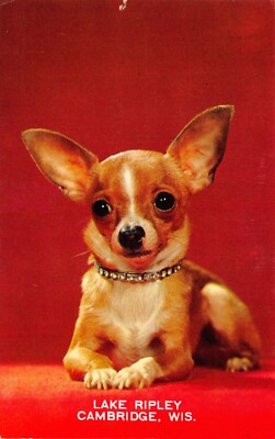 Chihuahua Dog With Diamond Necklace Lake Ripley Cambridge WI Vtg Postcard CP394