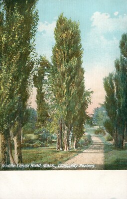 Middle Lenox Road, Massachusetts, Lombardy Poplars Postcard~Antique~c1907