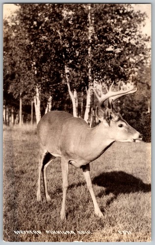 Vtg RPPC Postcard Large Antlered Buck Field Northern Michigan 1940s