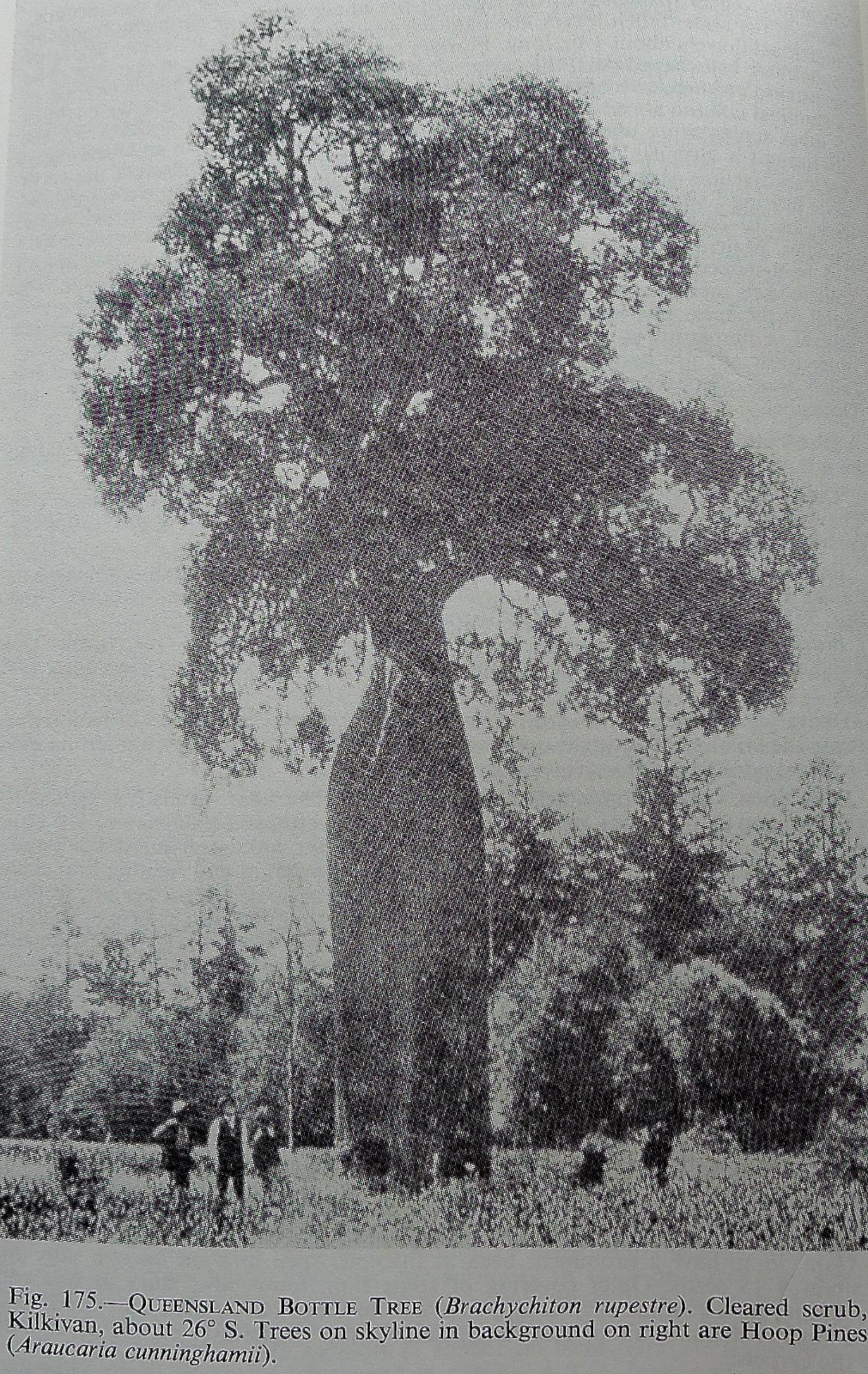 4 FT - QUEENSLAND BOTTLE TREE ~ Brachychiton rupestris - Seedling / Tree / Plan