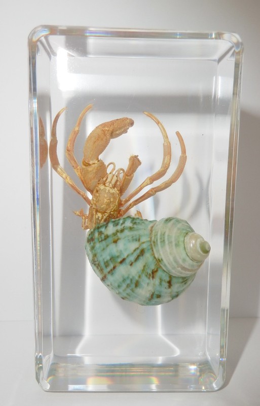 White Spider Crab Uca lacteus in 73x40x24 mm Clear Block Education Specimen
