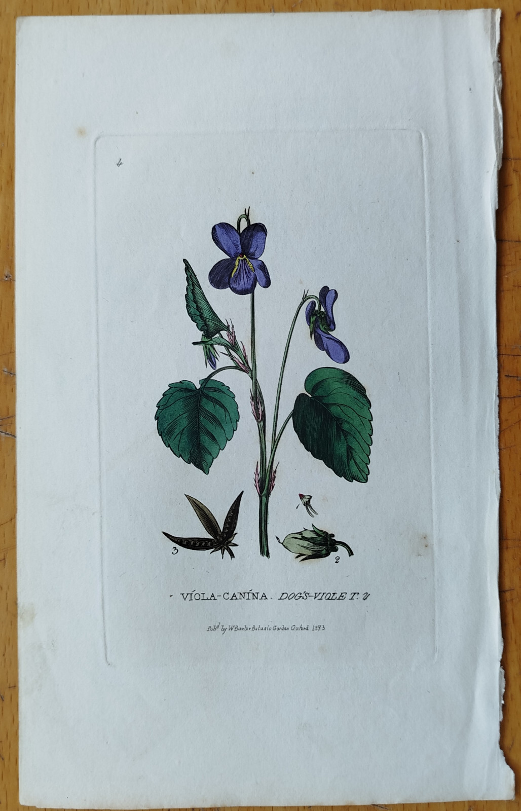 4 Botanical Prints (A) - Original Engravings Baxter Botany 4 Botanical Prints (A) - Original Engravings Baxter Botany