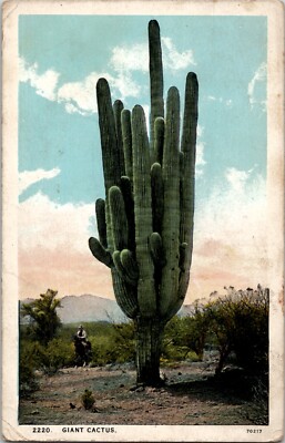 Giant Cactus Vintage Postcard spc8