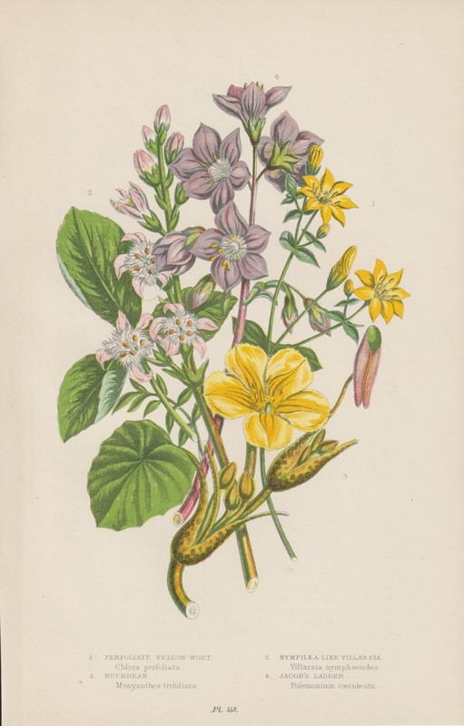 Fieberklee Himmelsleiter Franges Lis D'Eau Lithographie De 1905 Anne Pratt