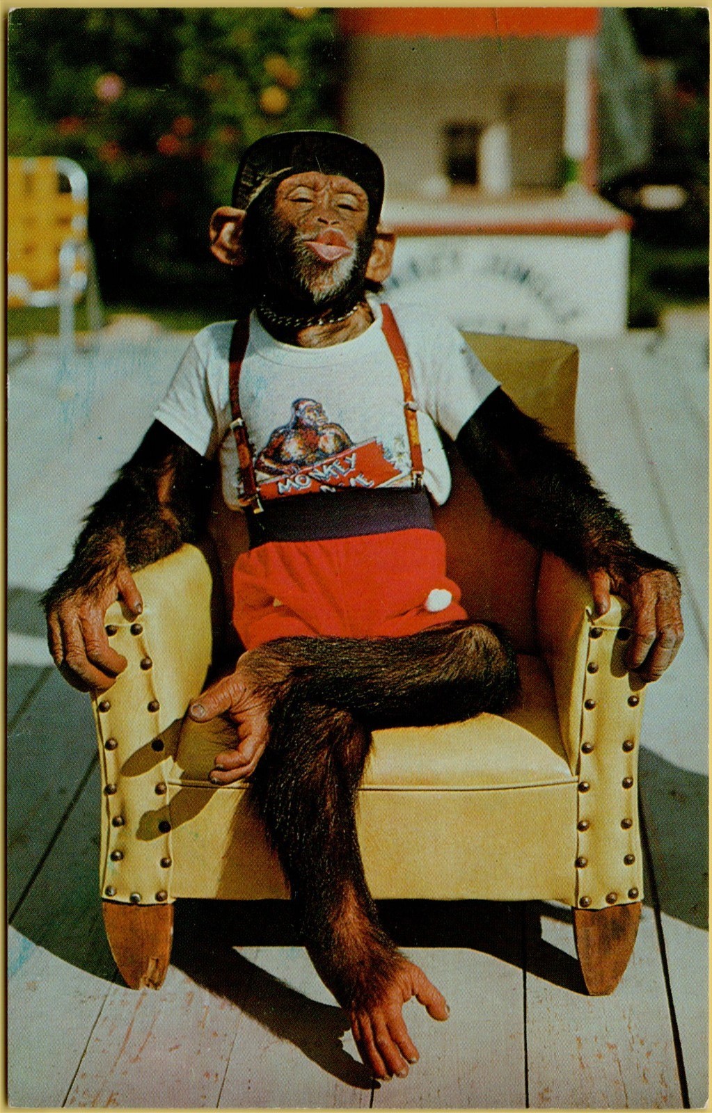 Dressed Sitting in Chair Waiting For Kiss Chimpanzee Monkey
