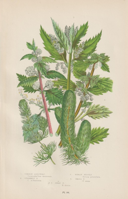 1905 Hornblatt Brennnesseln Anne Pratt Antik Lithographie Botanik Flora