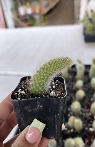 Monkey Tail Cactus Hildewintera colademononis Succulent Plant in