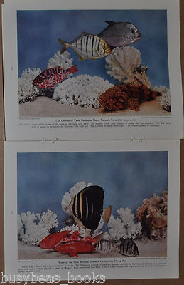 1941 magazine article, TROPICAL FISH collecting in Hawaii