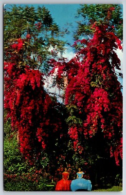 Theme~Florida~Rosea Bougainvillea Flowers @ Cypress Gardens~Vintage Postcard