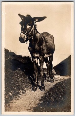 Antique RPPC Postcard Valle D'aosta Hillside Path Italy 1910s