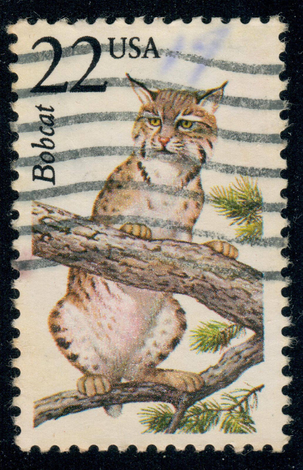 パタゴニア ＦＣD WILDBOAR5'8\"usd 5'8