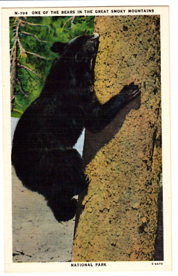 Postcard ''One of the Bears in the Great Smoky Mountains National Park''