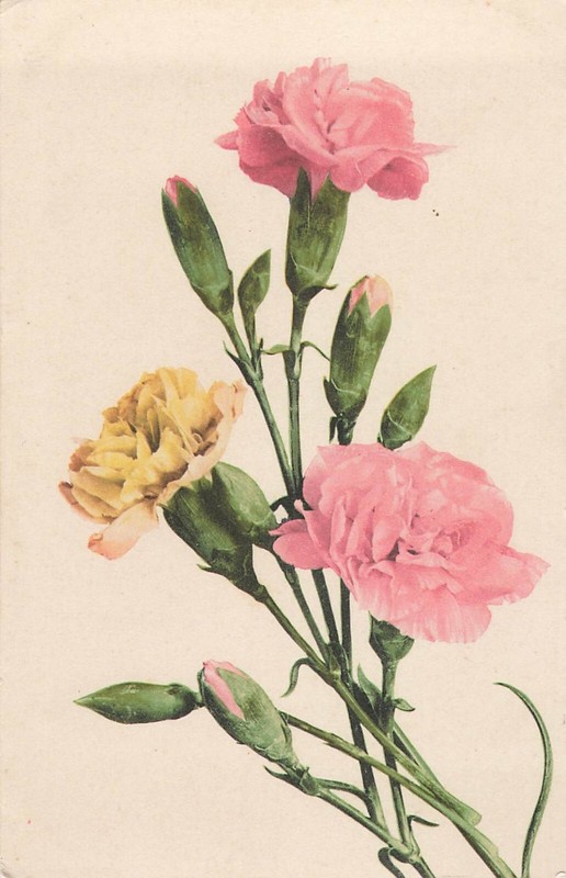 Cp Oeillets Roses Jaune - 28354