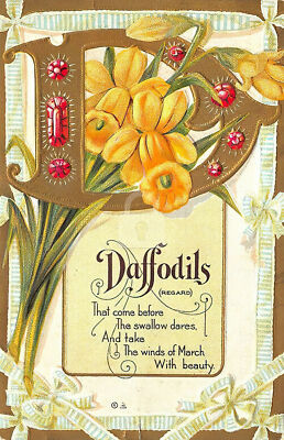 Daffodils (regard) Flowers Poem Letter D Postcard Copy