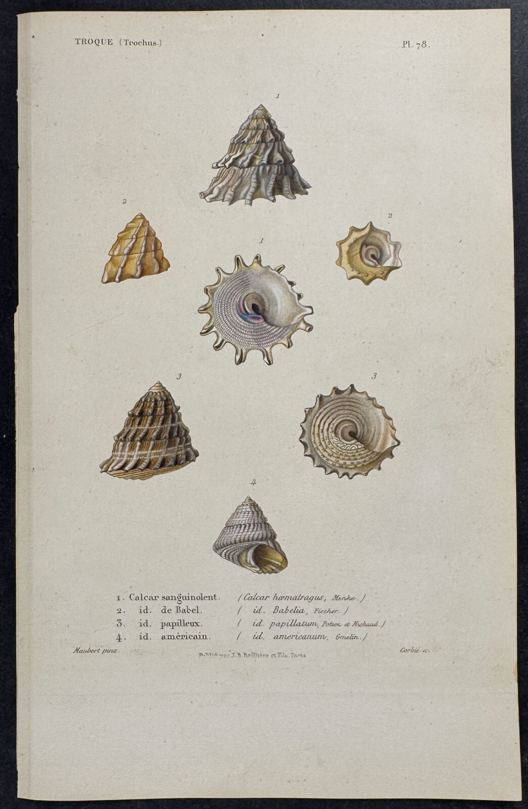 Kiener - Shells. 55 - 1834 Hand-colored Engraving | eBay