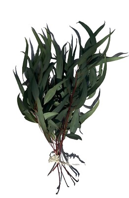 Fresh Organic Eucalyptus Globulus Leaves - Grown in California
