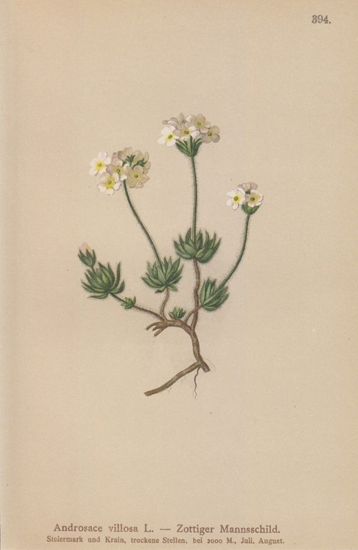 Zottiger Mannsschild (Androsace Villosa) Lithographie Von 1884