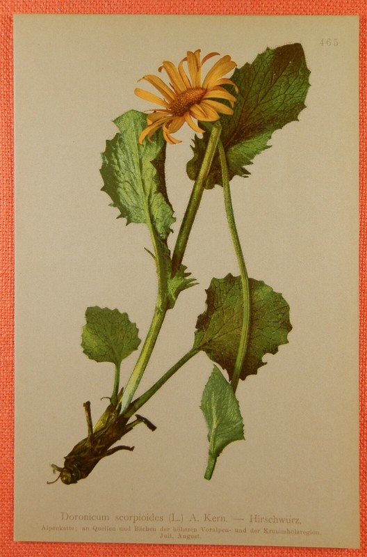 Hirschwurz  Doronicum Scorpioides  Lithographie 1897 Flora Alpenpflanzen