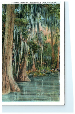 Cypress Tress on Edge of Lake in FL Florida Early Postcard View