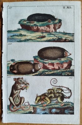 Maulwurf Opossum - Wilhelm Naturgeschichte Kupferstich - 1800