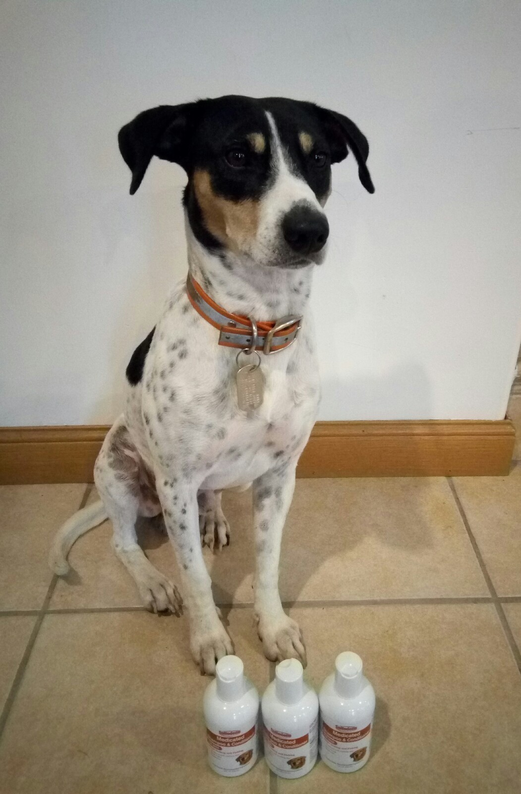 X3 Sulfodene Medicated Shampoo & Conditioner for Dogs Stops Itching Expired 3/16