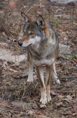 ENDANGERED US RED WOLF GLOSSY POSTER PICTURE PHOTO PRINT BANNER 10699