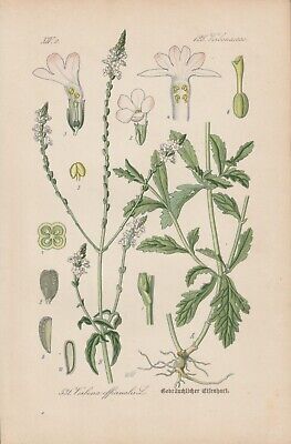 Real Verbena (Verbena Officinalis) Verbene Chromo-Lithografie From 1886