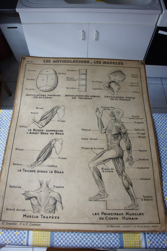 Ancienne Affiche Scolaire Hatier 11 Articulations Muscles Systeme Nerveux Scienc