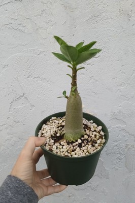 Adenium Thai Soco PBN X KHA Desert Rose Live Plant Arabicum Hybrid Bonsai Tree