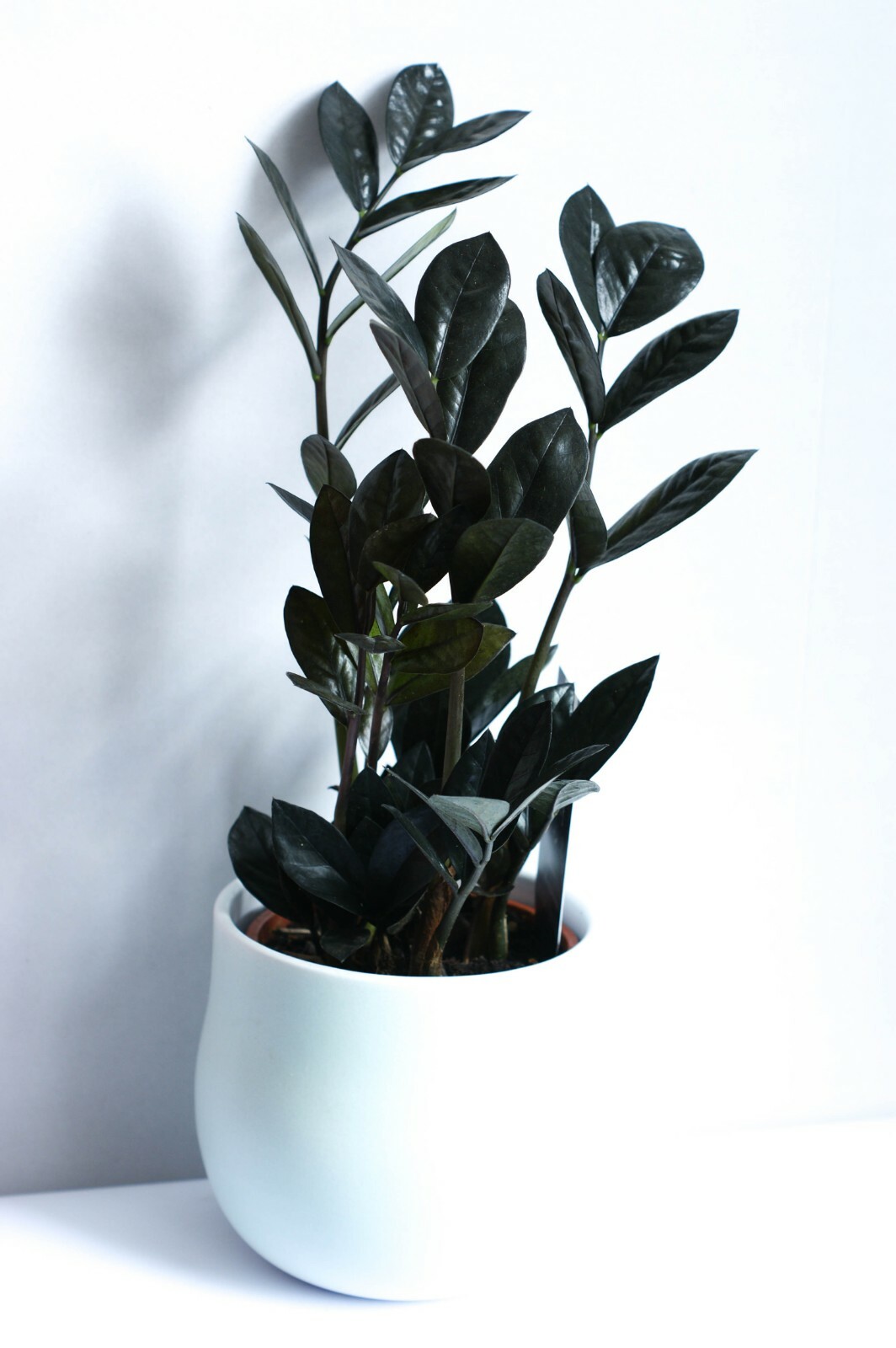 Plants &amp; Seedlings Home &amp; Garden Rare Zamioculcas