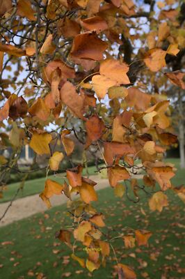 Photo 6x4 Foliage of the Tulip Tree Belton/SK9239 This is the golden end c2021