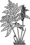 quellodellepiante