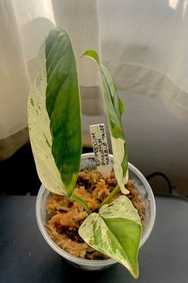 Zdjęcia przedmiotu od zweryfikowanego kupującego