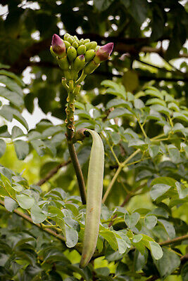 20 seeds- Broken Bones Tree -Tropical Indian Trumpet Flower See Full Descritpion