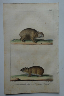 Lithographie  - 1825 - C. MOTTE - la marmotte du Cap, le Daman d' Israël