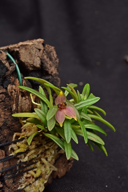 Dryadella Cristata Orchidee