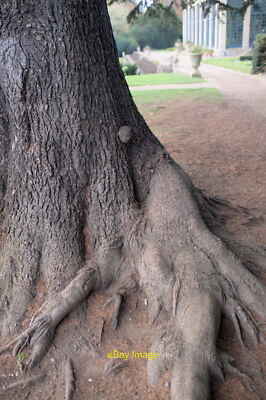 Photo 6x4 Root of Atlas Cedar Belton/SK9239 A buttress root (and a bulbo c2021