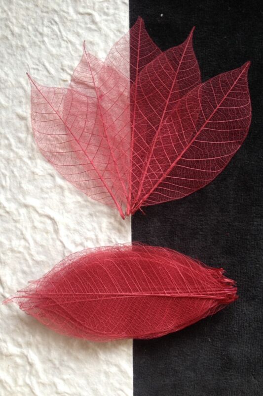25 Skeleton Leaves Cranberry Red see through leaf Burgundy Wedding