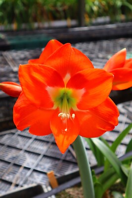 Original Hippeastrum cv. 'Orange Sunrise'  1bulb