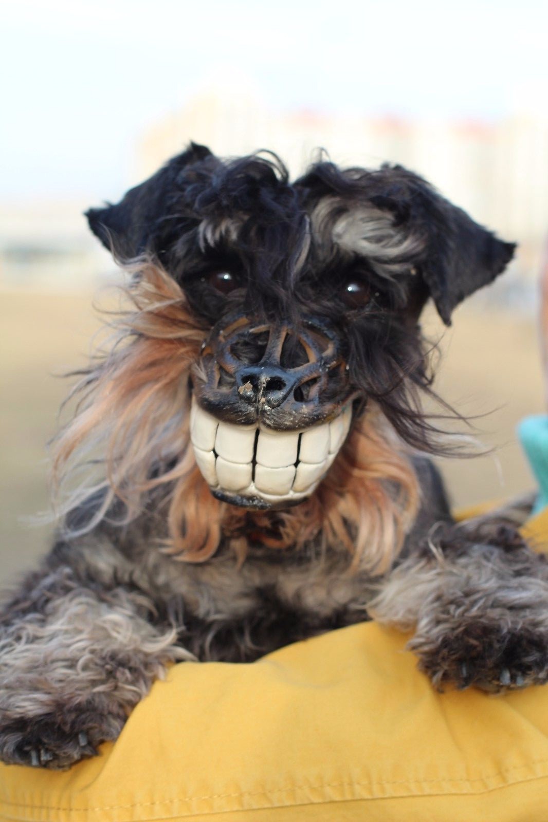 smiling dog muzzle
