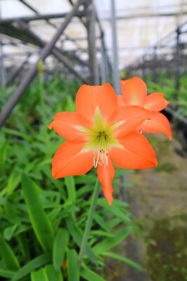 Original Hippeastrum cv. 'Little Child'  1bulb